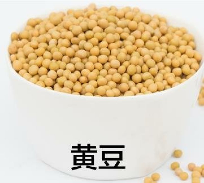 中粒黄豆种子