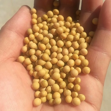 中粒黄豆种子
