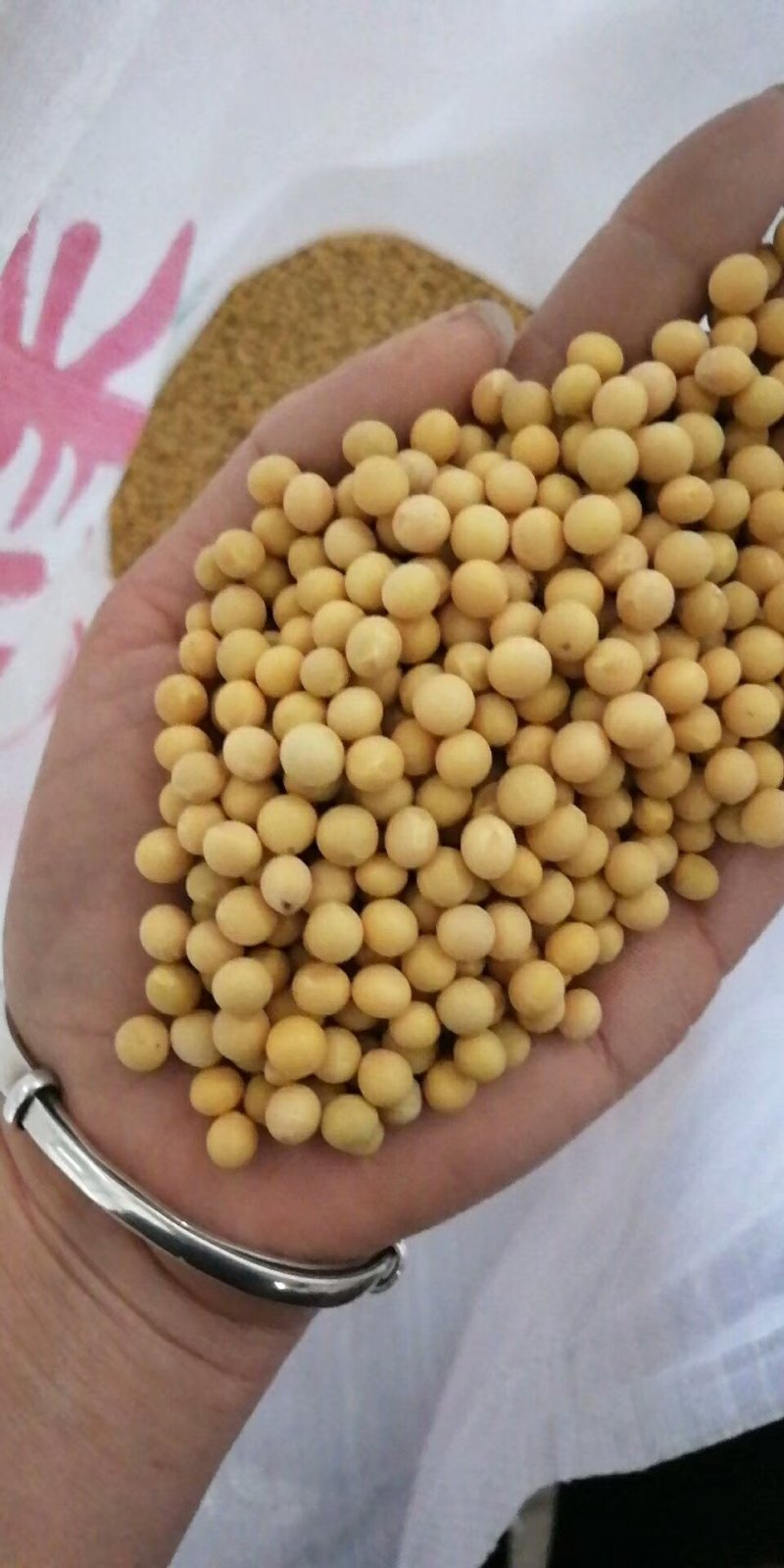 中粒黄豆种子