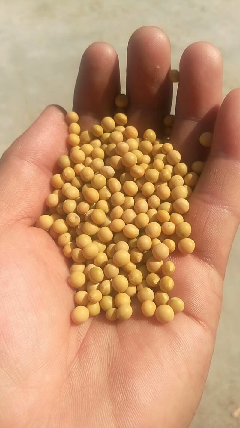 中粒黄豆种子