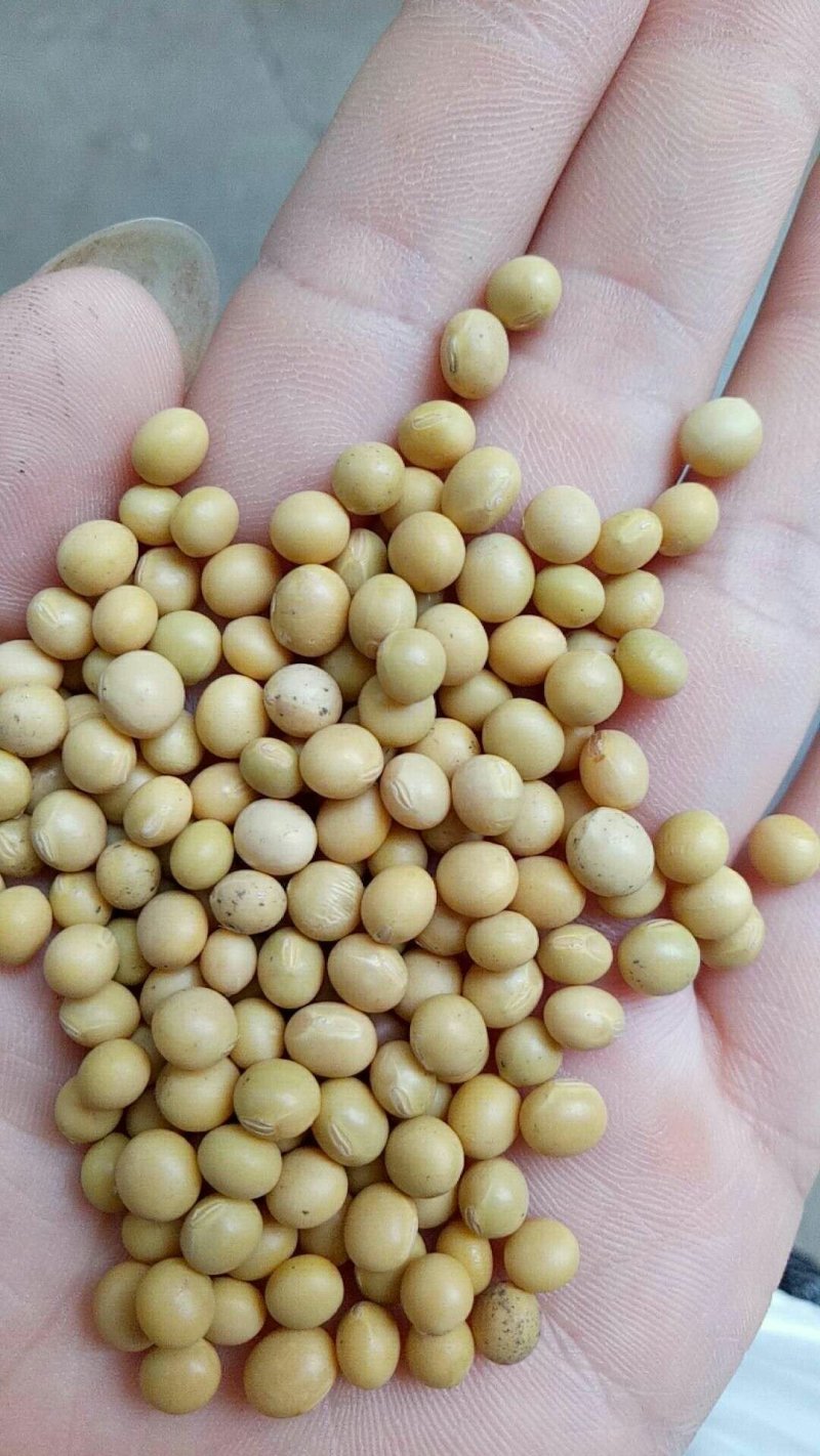 中粒黄豆种子