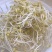 中粒黄豆种子