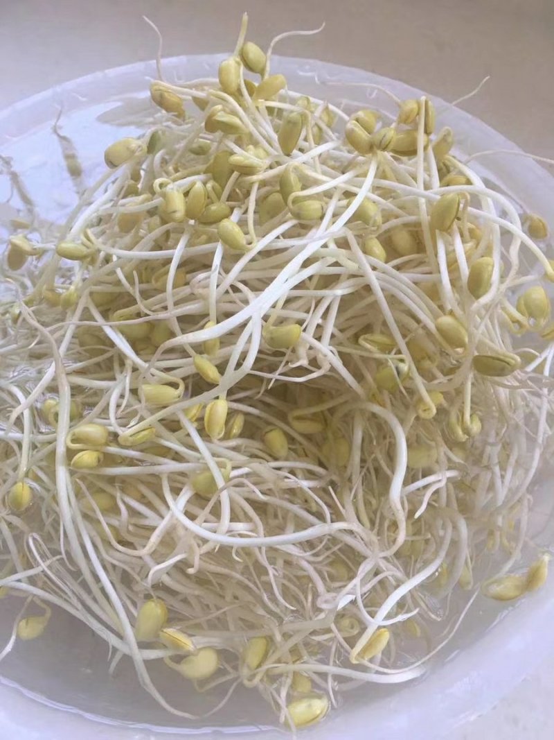 中粒黄豆种子
