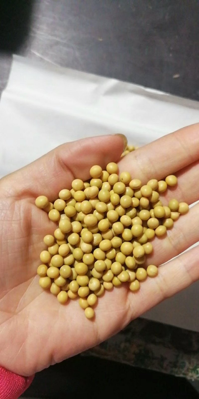 小粒黄豆种子