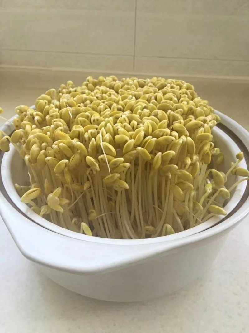 小粒黄豆种子