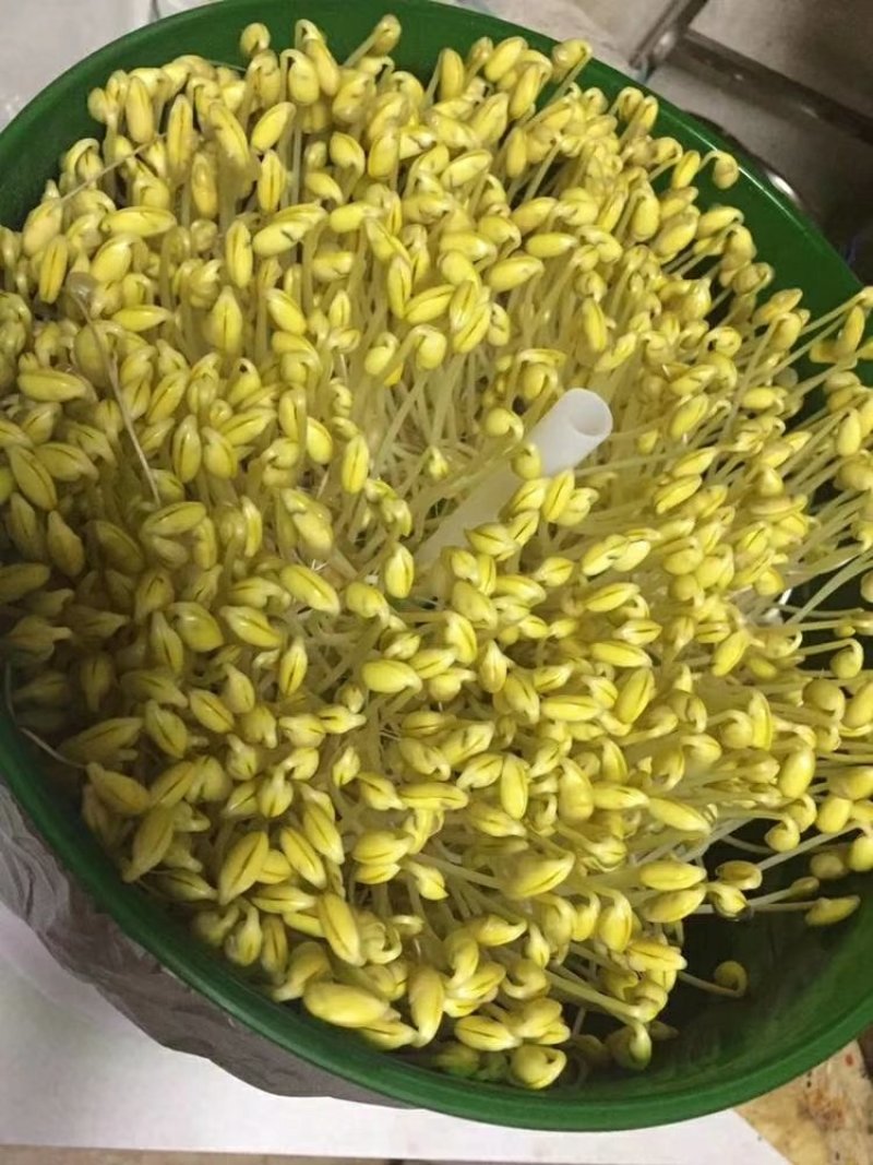 小粒黄豆种子