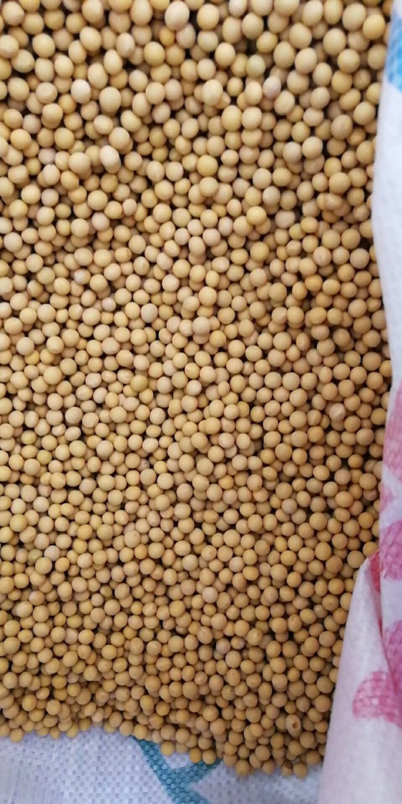 小粒黄豆种子