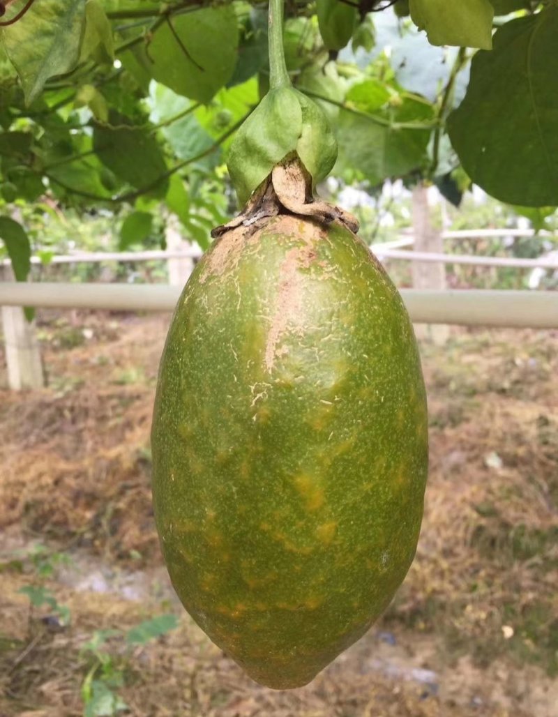 木瓜百香果苗、黄金百香果苗