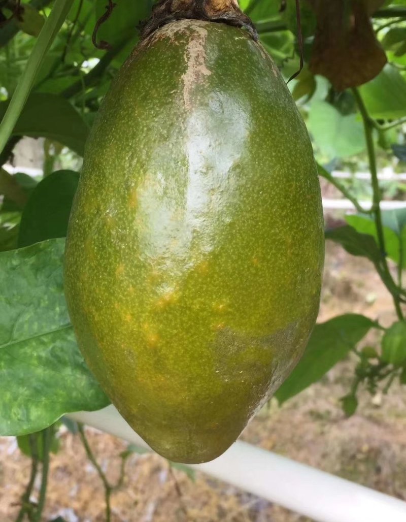 木瓜百香果苗、黄金百香果苗