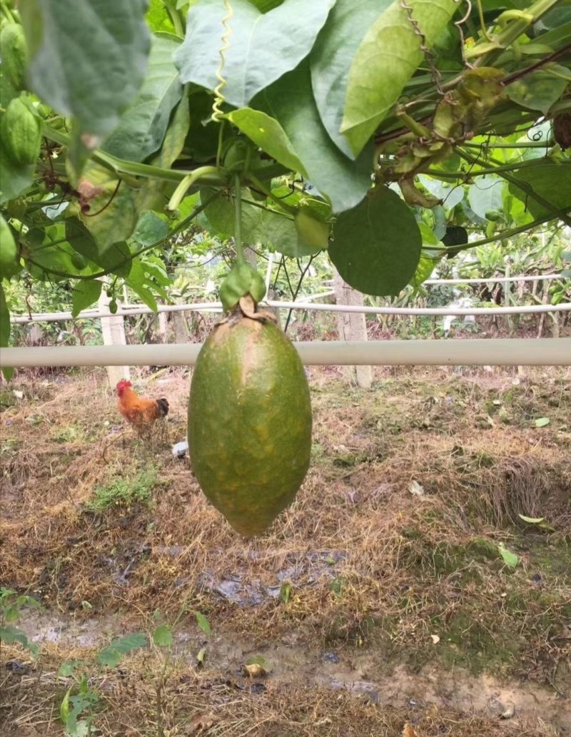 木瓜百香果苗、黄金百香果苗