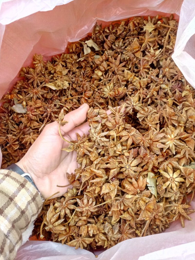 广西大红春花八角大量上市产地一手货源