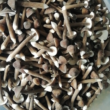 热销黑皮鸡枞