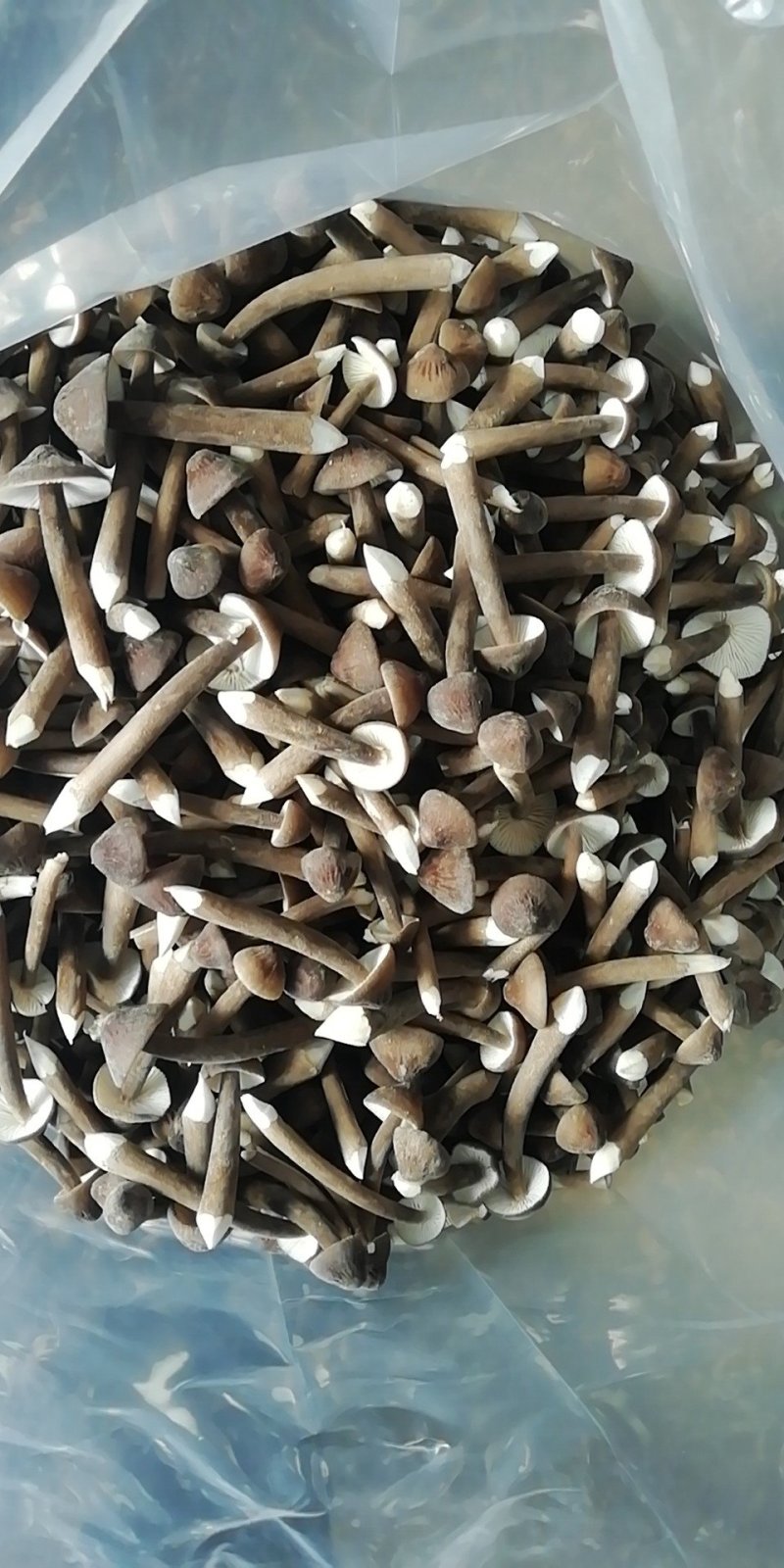 热销黑皮鸡枞