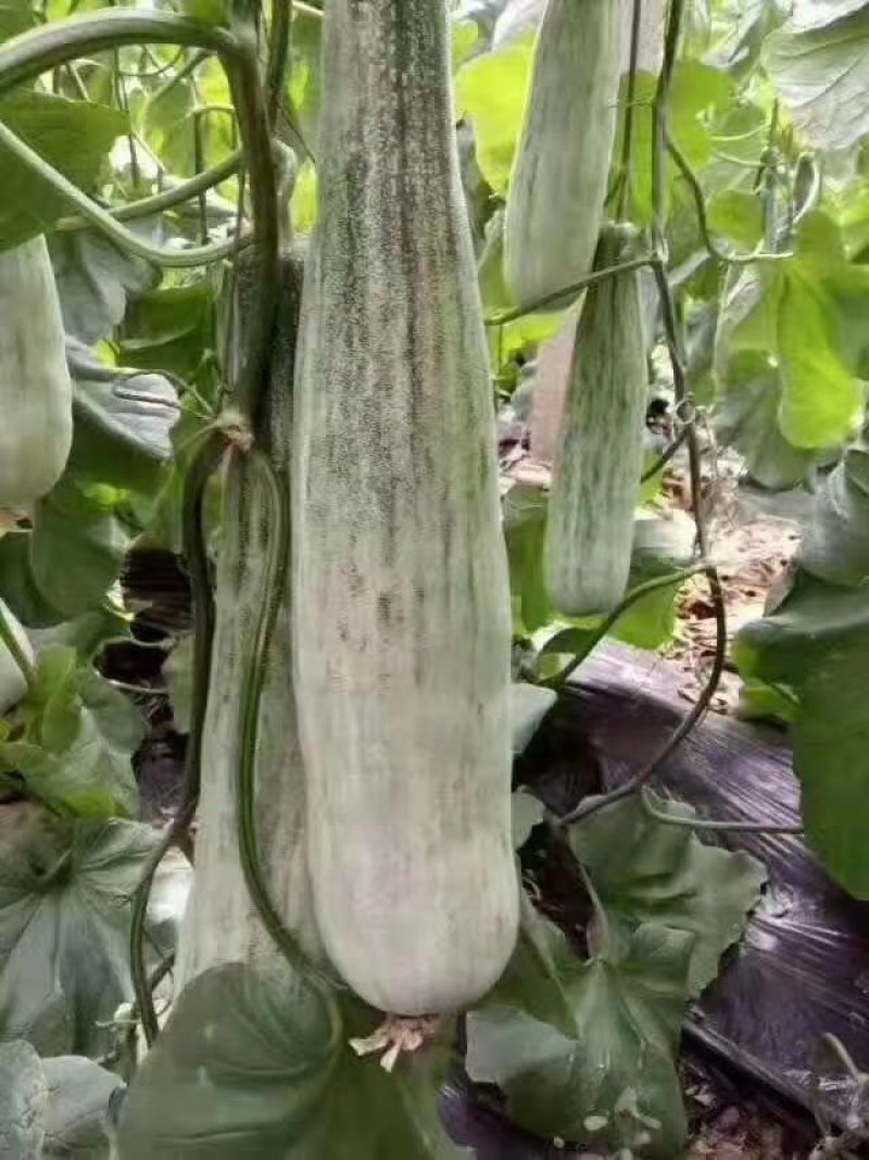 山东潍坊寿光田马博洋九大量上市质量杠杠的