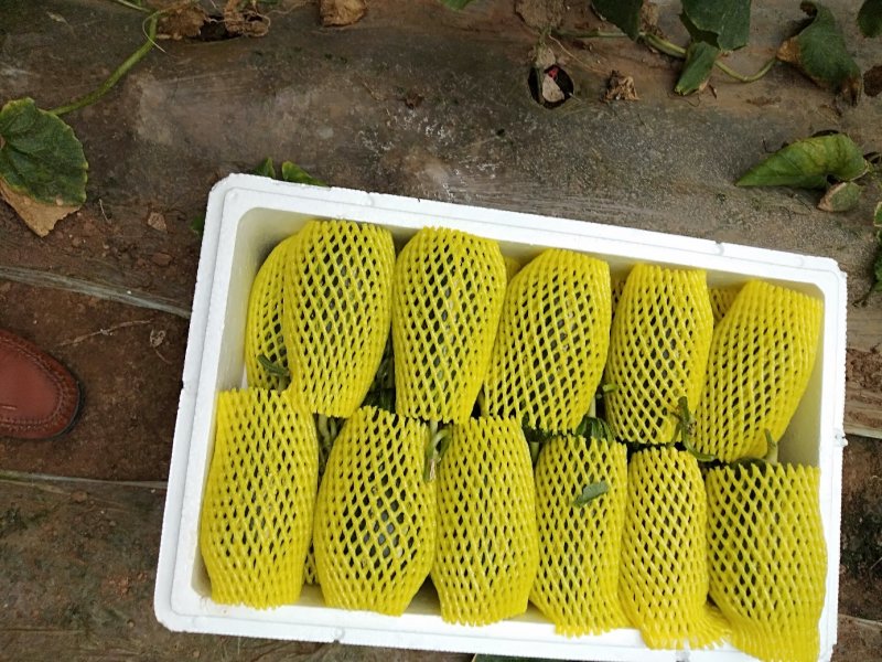 山东潍坊寿光田马博洋九大量上市质量杠杠的