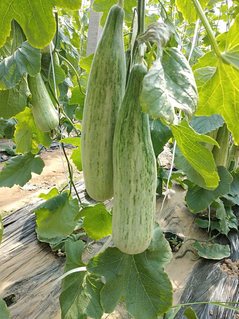 山东潍坊寿光田马博洋九大量上市质量杠杠的