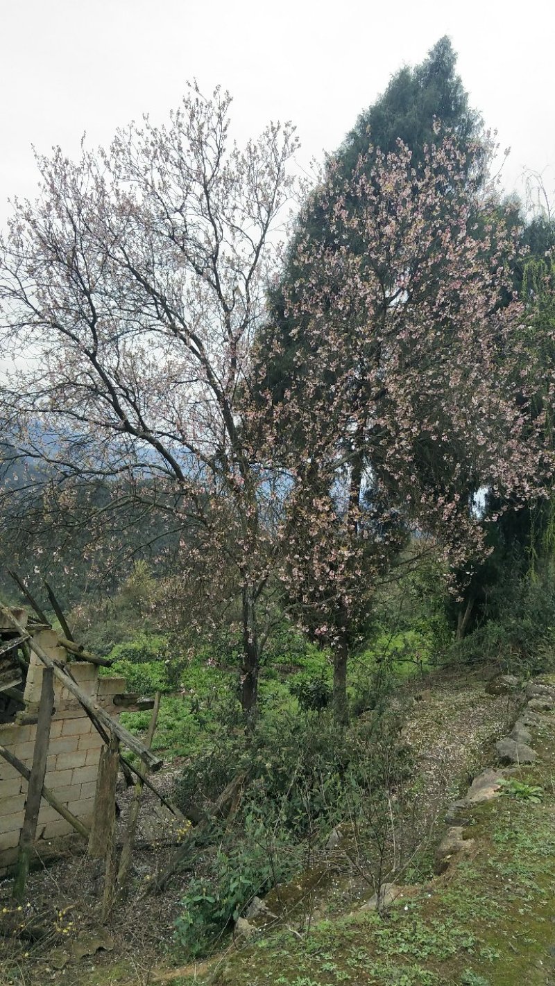 有须要朴树的联系我
