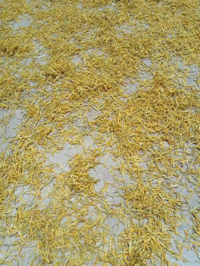 黄花菜
