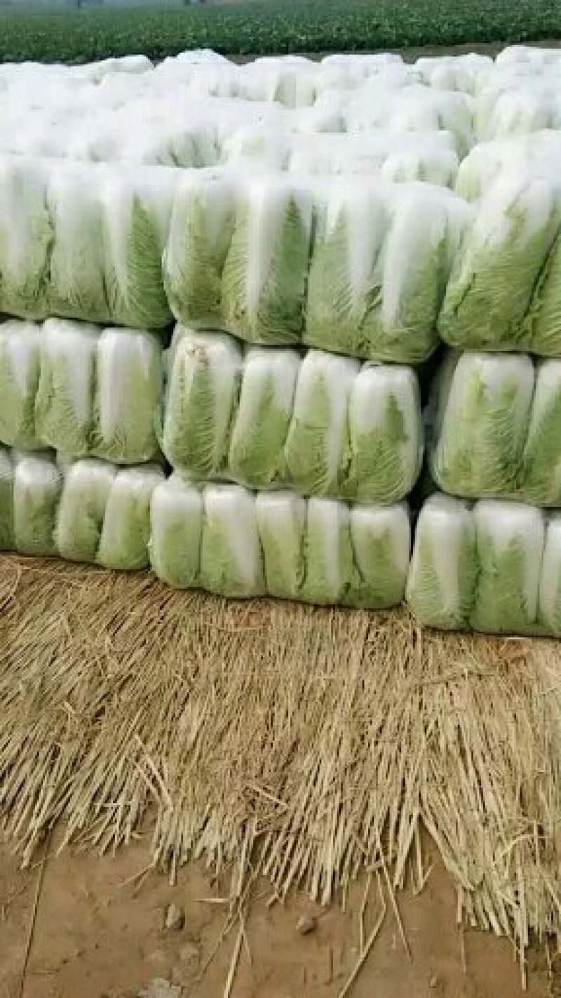 山东精品黄心白菜产地直销大量供应北京新三号大白菜4~6斤