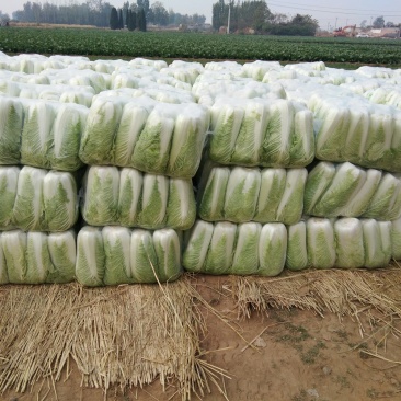 山东精品黄心白菜产地直销大量供应北京新三号大白菜4~6斤