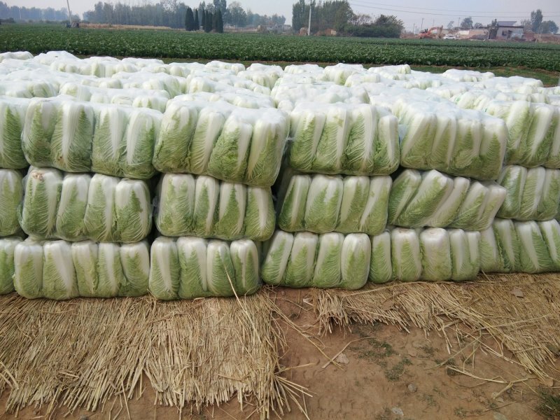 山东精品黄心白菜产地直销大量供应北京新三号大白菜4~6斤
