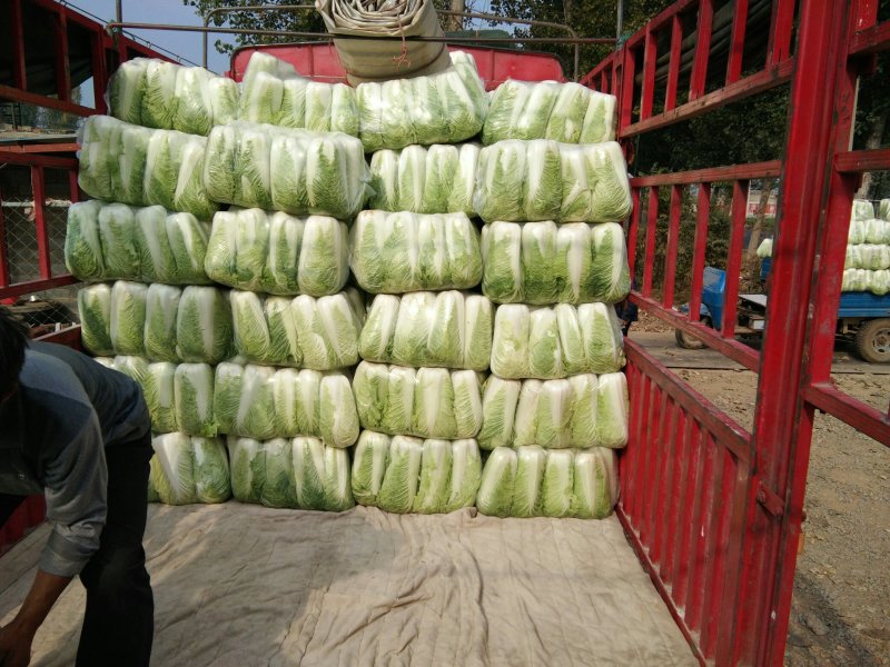 山东精品黄心白菜产地直销大量供应北京新三号大白菜4~6斤