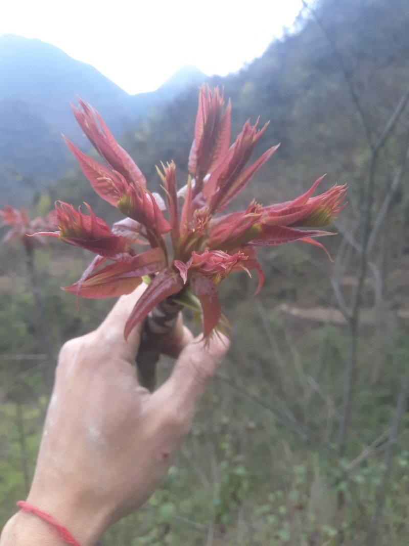 红油香椿种子发芽率高达95%以上