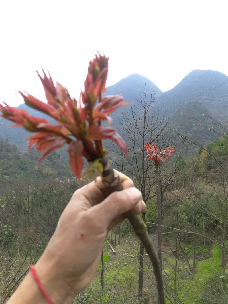 红油香椿种子发芽率高达95%以上