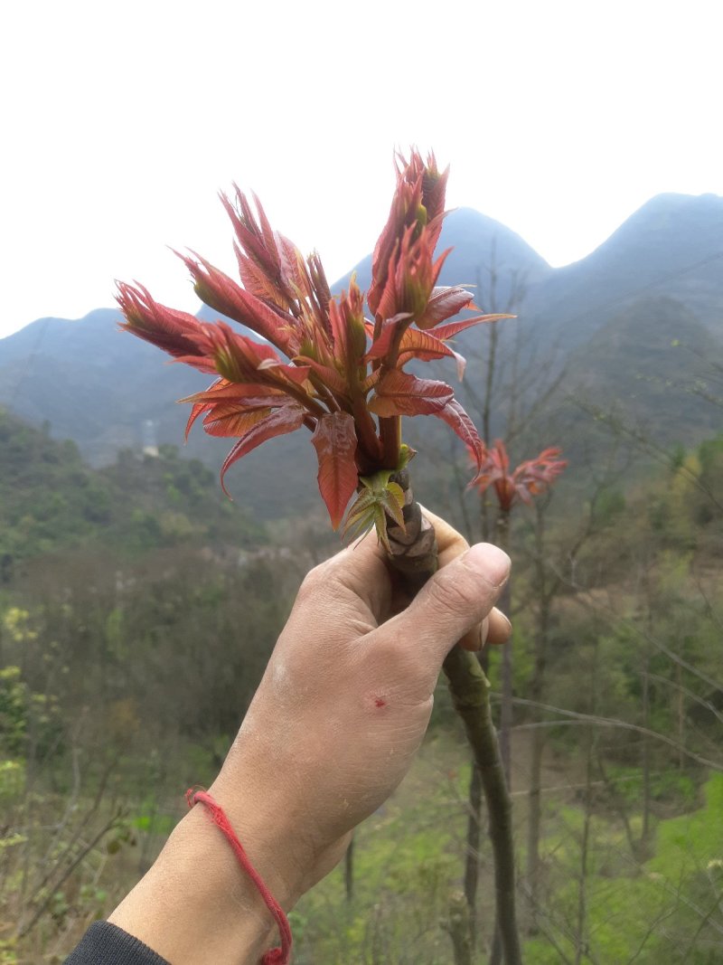 红油香椿种子发芽率高达95%以上