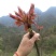 红油香椿种子发芽率高达95‰以上