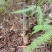 苦笋