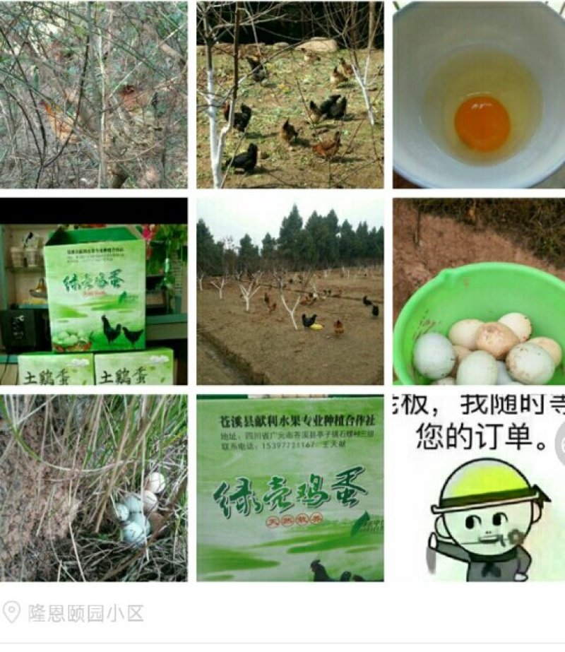 亭子镇土鸡蛋