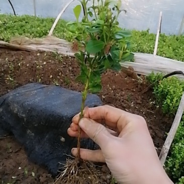 瓜子黄杨苗