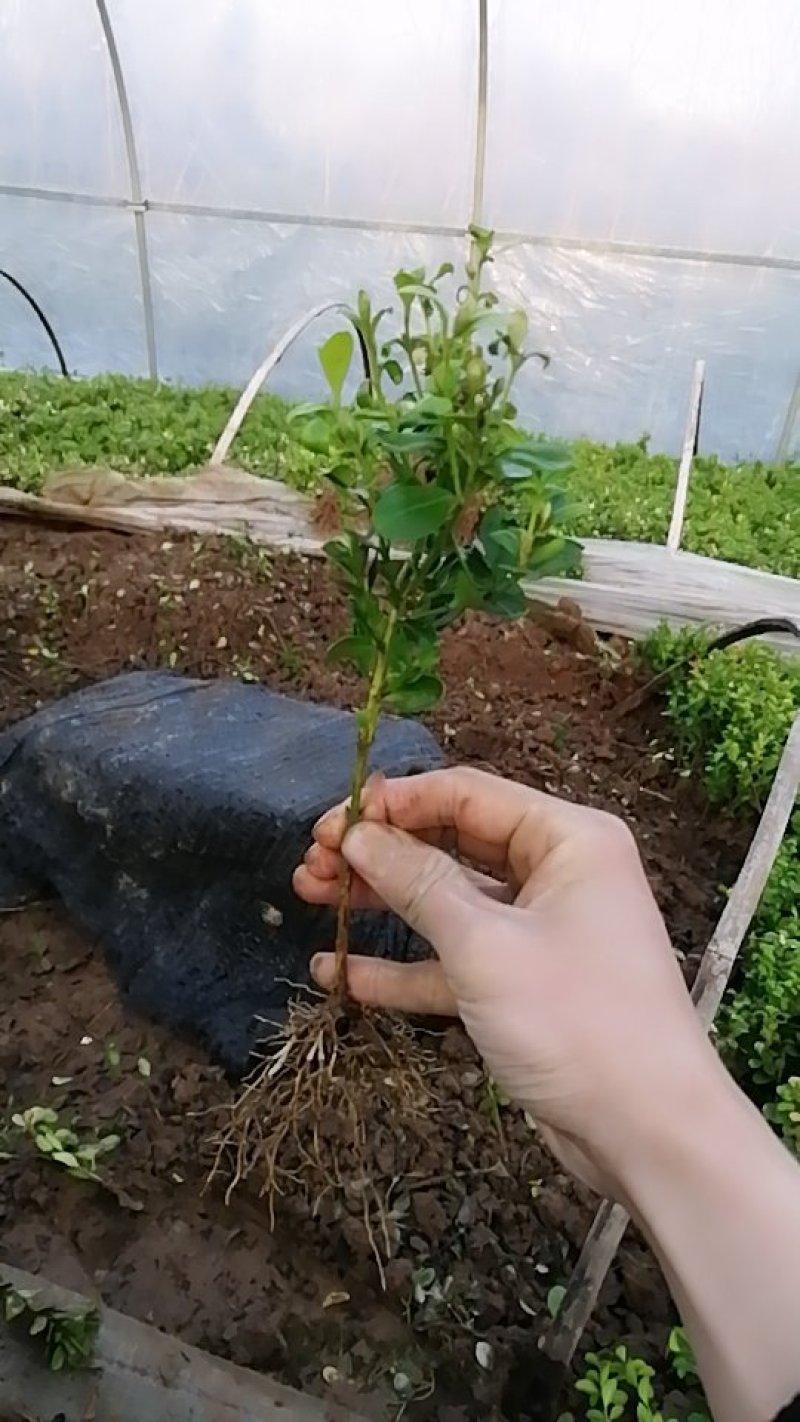 瓜子黄杨苗