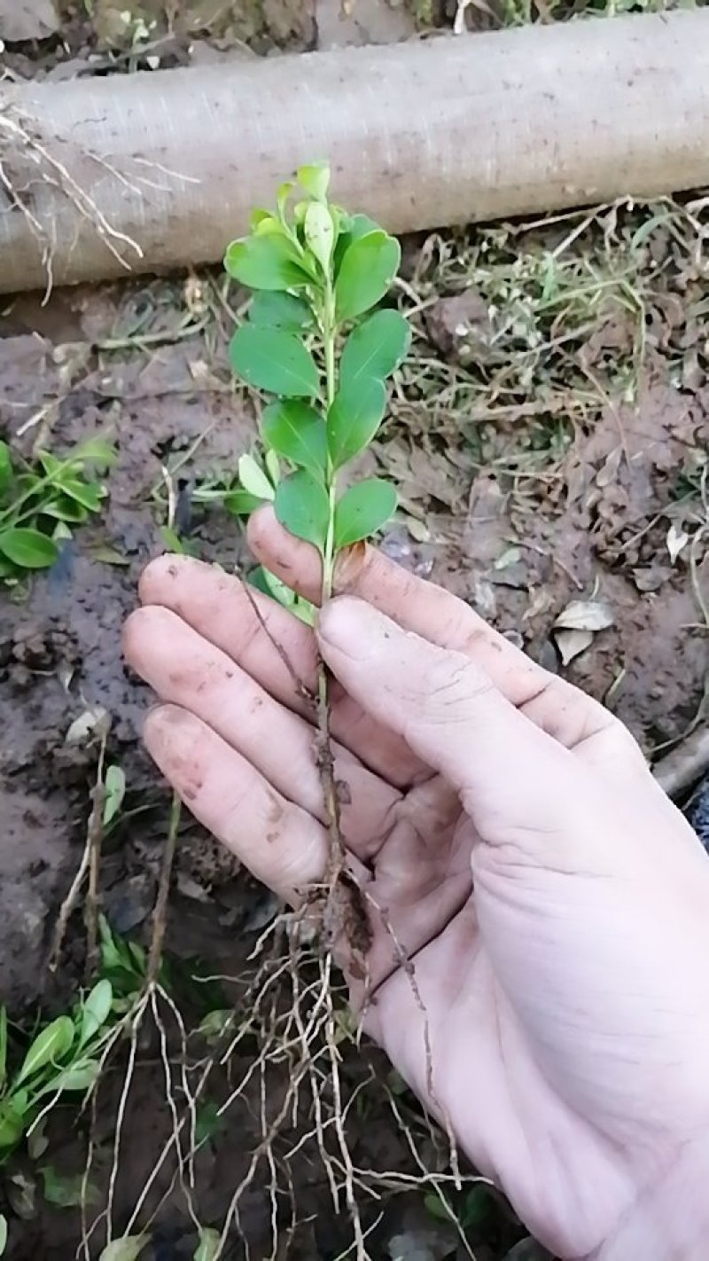 瓜子黄杨苗