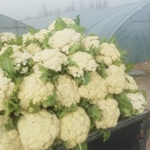 青梗花菜，散花花菜。。