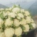 青梗花菜，散花花菜。。
