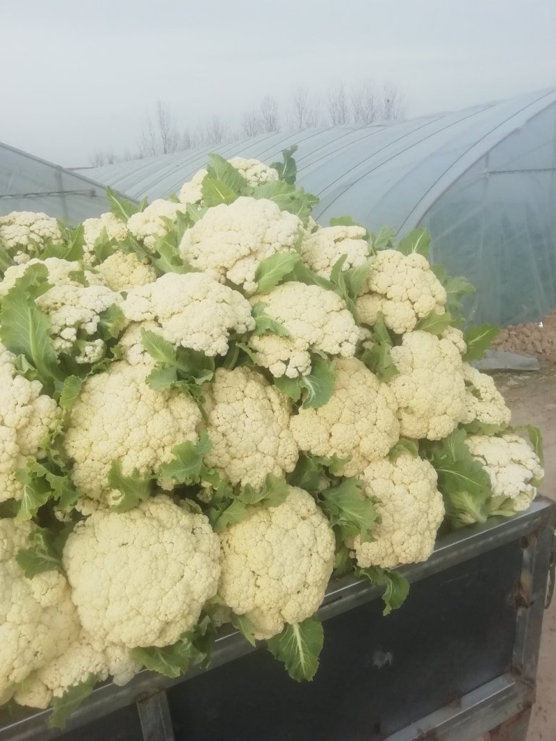 青梗花菜，散花花菜。。