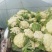 青梗花菜，散花花菜。。