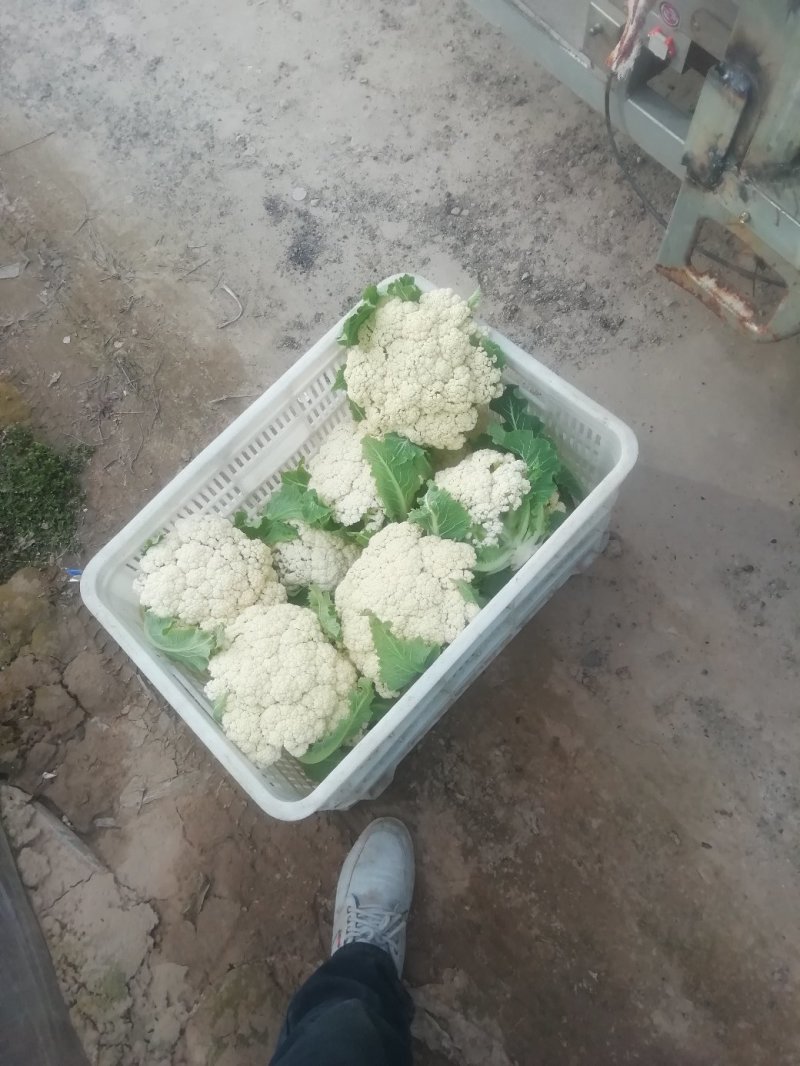 青梗花菜，散花花菜。。
