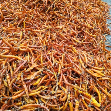 大批量供应优质干黄贡辣椒