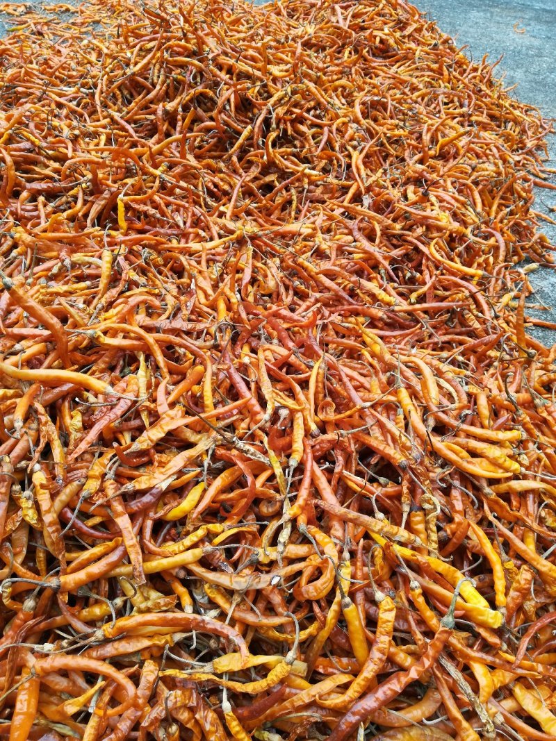 大批量供应优质干黄贡辣椒