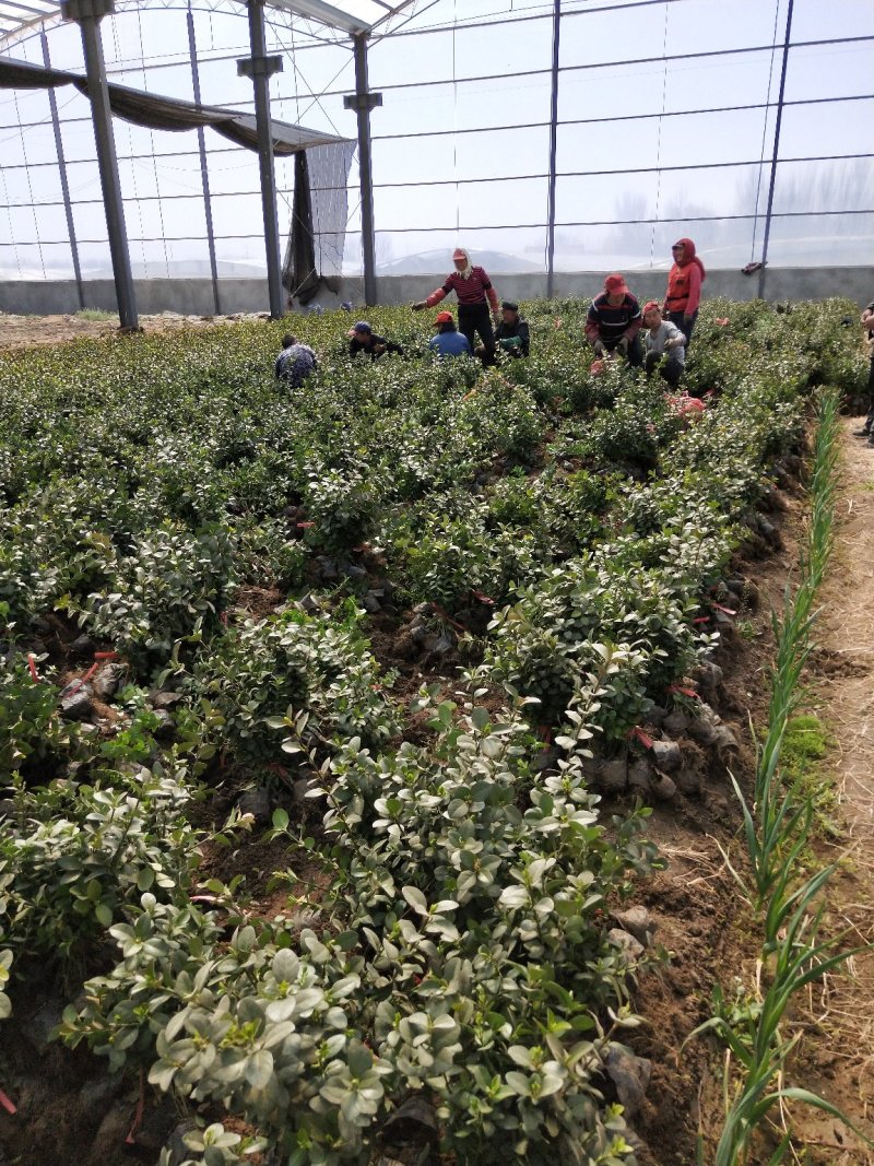 卫矛山东青州草花基地常年供应优质草花苗木