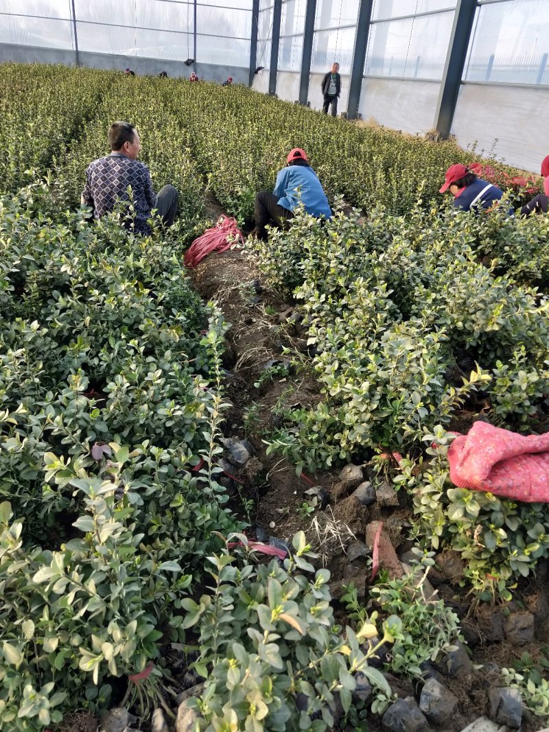 卫矛山东青州草花基地常年供应优质草花苗木