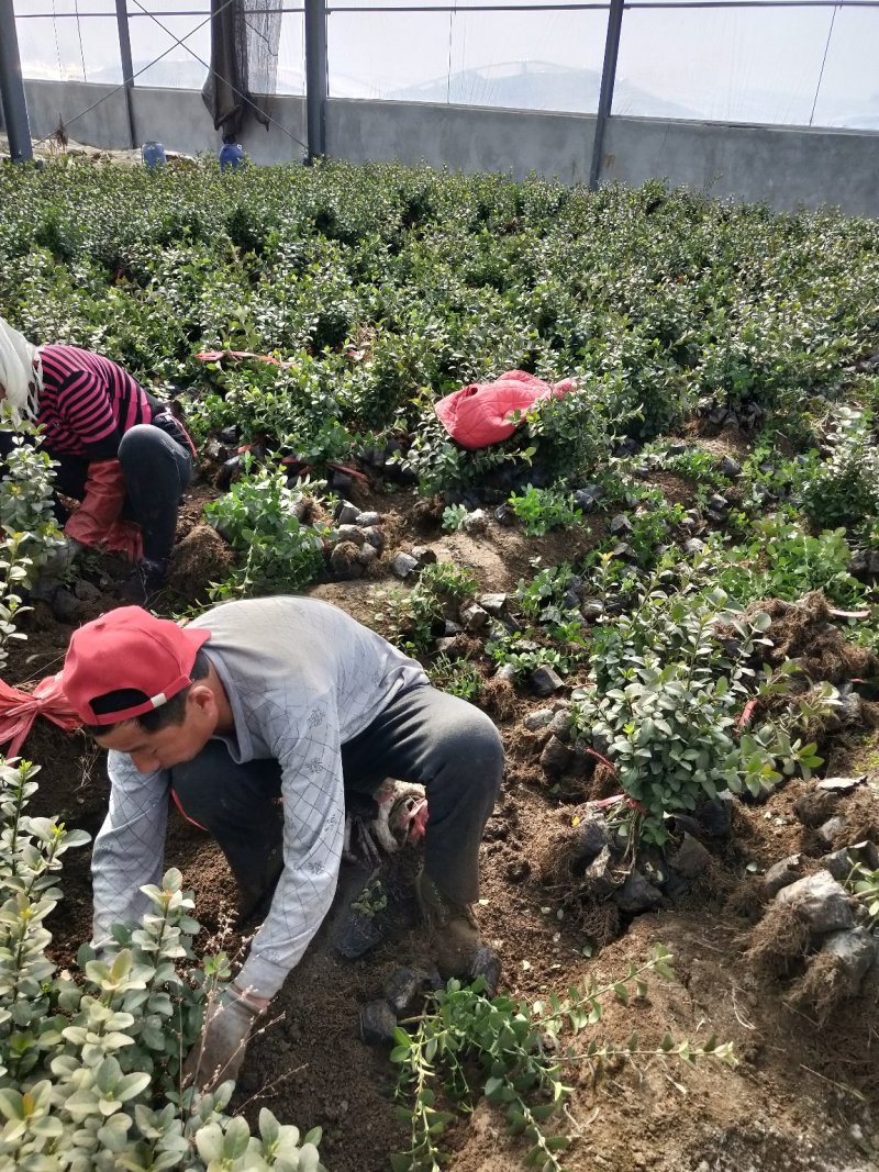 卫矛山东青州草花基地常年供应优质草花苗木