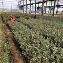 卫矛山东青州草花基地常年供应优质草花苗木