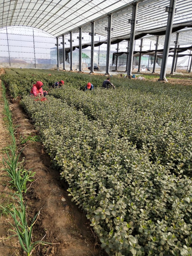 卫矛山东青州草花基地常年供应优质草花苗木