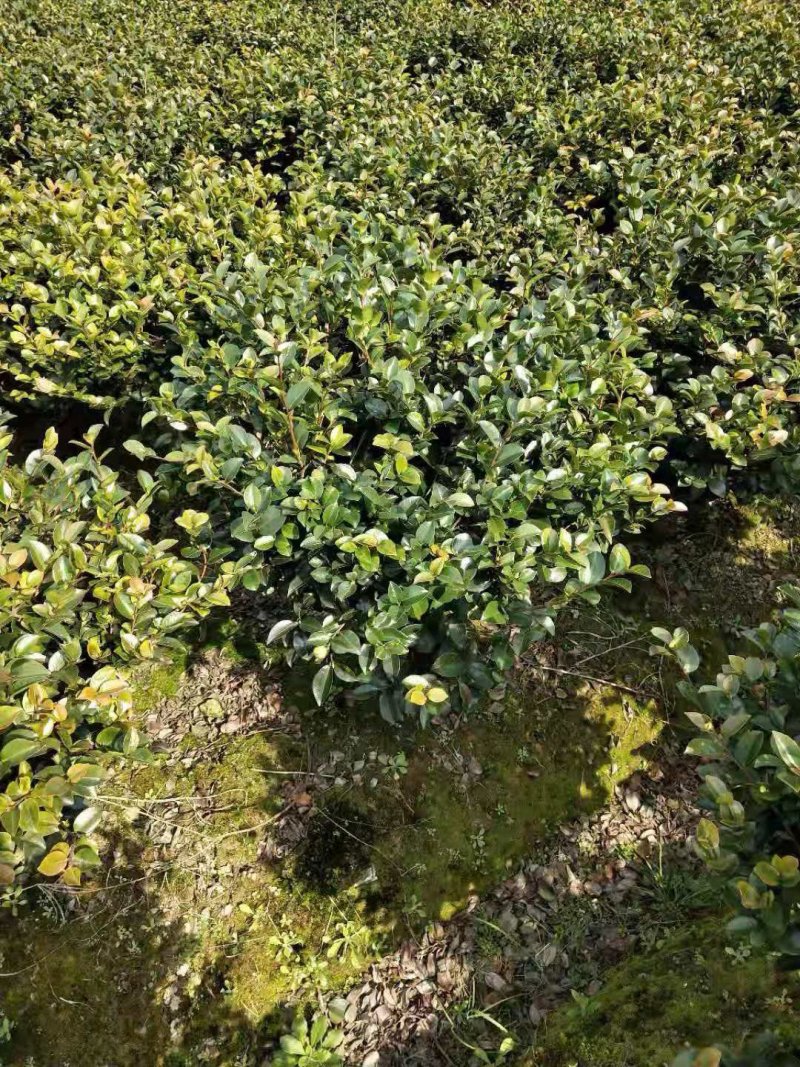 茶花球