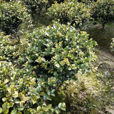 茶花球