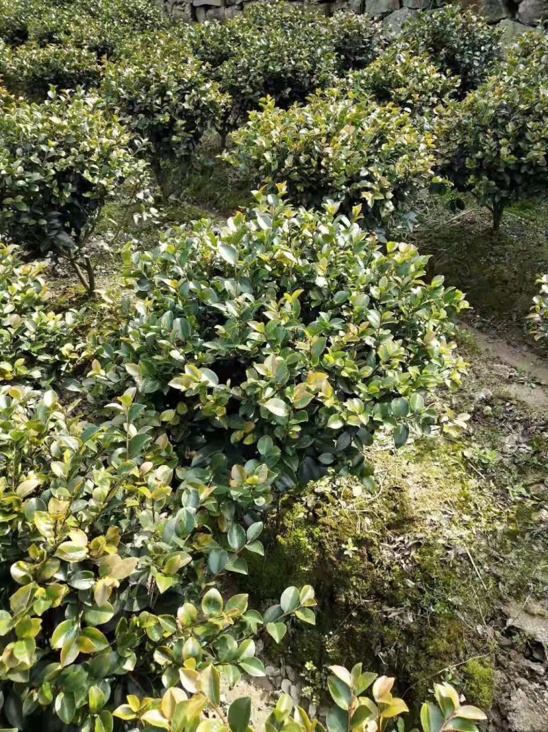茶花球